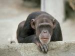 singe